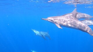Swimming with Dolphins in Hawaii at 2 Step! Big Island!!