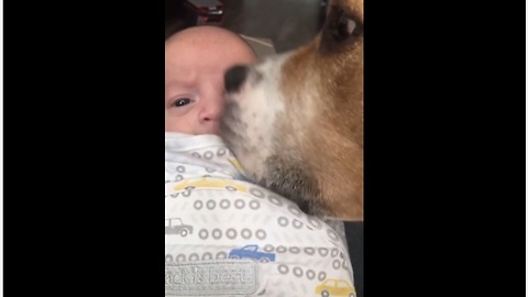 Dogs take turns giving newborn baby kisses