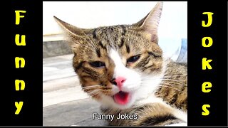 Funny Jokes