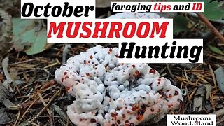 October Mushroom Foraging- foraging tips and identification