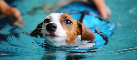Teaching your Dogs How To Swim