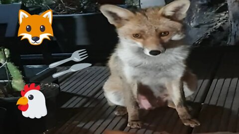 🦊Ajax the friendly urban #fox gets a full plate of free range chicken offal