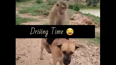 Animals Driving 😄