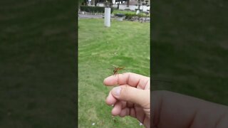 Friendly Dragonfly