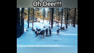 How to Protect Your Vehicle from Deerpack Attack