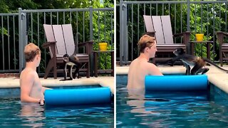 Spider Monkey Too Scared To Join Human Friend In The Pool