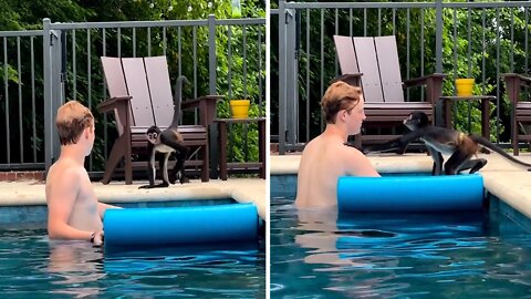 Spider Monkey Too Scared To Join Human Friend In The Pool