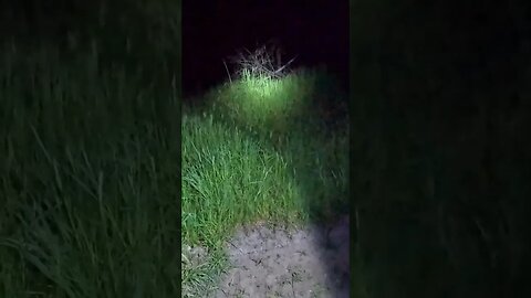 Coyotes Yipping at Night