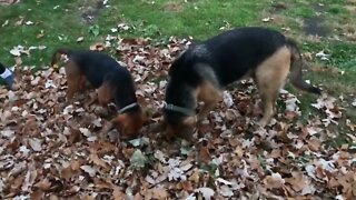 Two Lover Dogs have honeymoon in the fall leaves.. So romantic