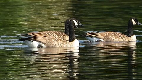 Adirondack Mountains - St. Regis Falls Series - Geese Relaxing on the River then Taking Flight