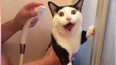 Cat's Reaction To Bathing-Why Cats Hate To Bathe? | Funny Pets