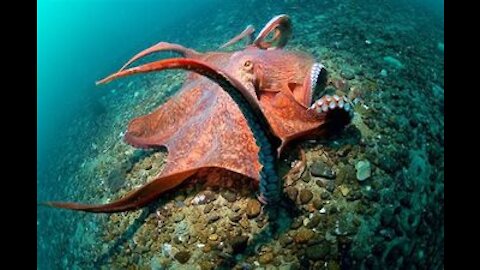Meet the world's largest Giant Pacific Octopus
