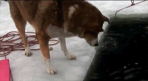 Man's faithful friend, a dog, worries about the owner who dived into the ice hole