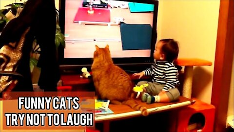 Cutest Silly Cats - Funny Cat Videos Compilation