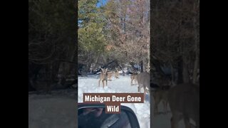 Michigan Deer Gone Wild #Shorts