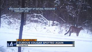 Cougar spotted again in Colgate