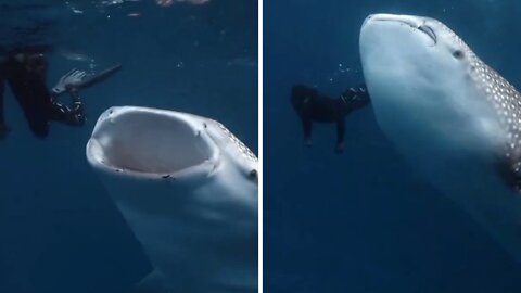 Scuba diver records very close the mouth of a gigantic whale shark