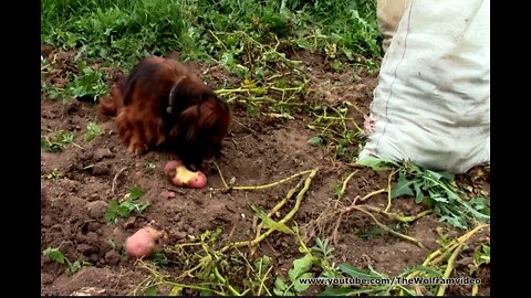 Hungary dog eating raw potato