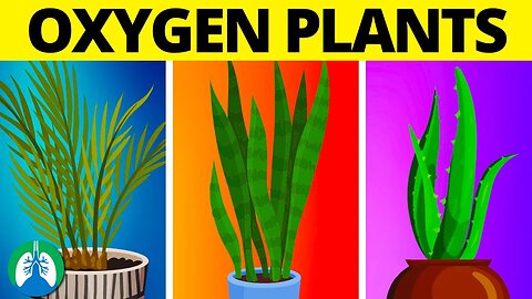 Top 10 Indoor Plants for Increasing Oxygen Levels 24/7 🪴