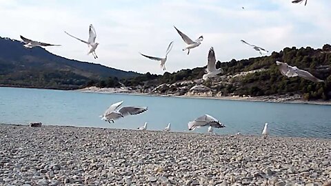 Mouettes Rieuses Blackhead Gulls Plage Lac 211001