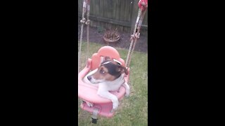 Jack Russell Terrier, Milo Enjoying a Swing.