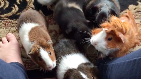 Do you know what a guinea pig feeding frenzy looks like?