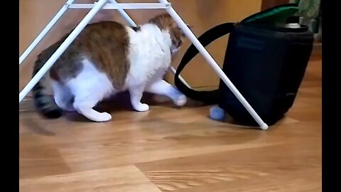 Cat playing with the mechanism of a talking toy
