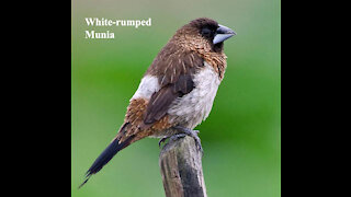 White-rumped Munia bird video