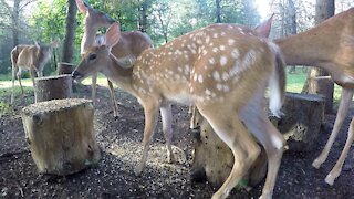 White Tailed Deer FAWNS Feeding