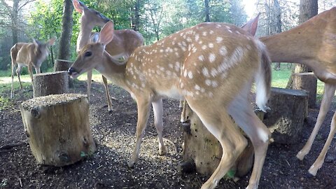 White Tailed Deer FAWNS Feeding