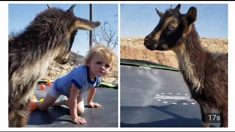 Baby goat joins toddler for trampoline fun