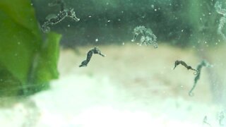 Seahorse gives birth to hundreds of babies at Clearwater Marine Aquarium