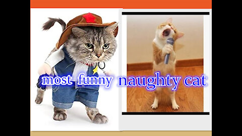 FUNNY NAUGHTY CAT