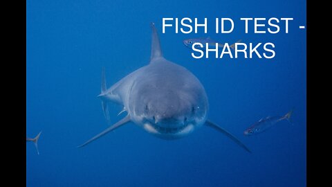 Fish ID Test - Sharks - How many of the 5 can you get correct?
