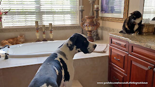 Gentle Great Dane And Cats Enjoy Cat Treats Together