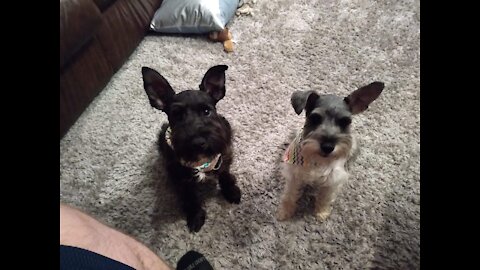 Watching Olivia and Oliver (miniature Schnauzer) grow