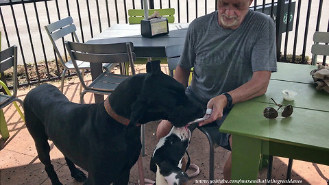 Great Dane and Puppy Enjoy Ice Cream at Dog Friendly Burger Fi