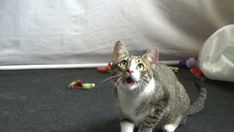 Adorable Little Cat Talks to His Toy