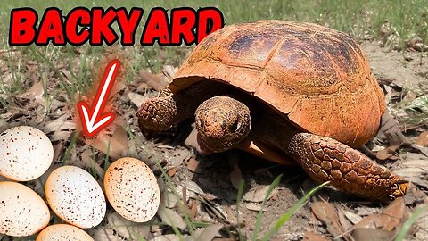 Rare Encounter: Gopher Tortoise Lays Eggs in My Backyard!