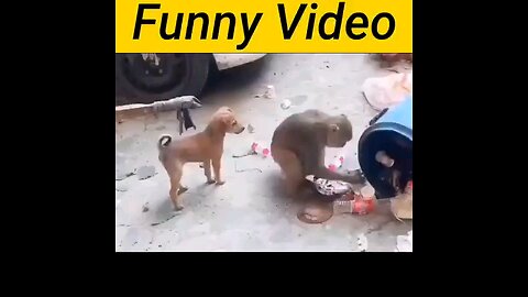 dog and monkey funny video