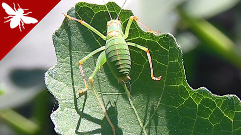 Tree Cricket - Oecanthinae