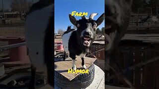 farm humor #goats #fun #funny #goats #farmlife #viral #shorts #short #shortvideo #shortsfeed