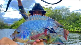 Bowfishing MONSTER TILAPIA off KAYAK! (Australian Invasive Fish)