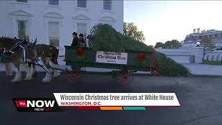 Wisconsin Christmas tree arrives at the White House