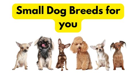 Small Dog: See 7 Small Dog Breeds