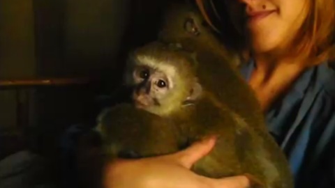 Rescued orphaned monkeys scared of the rain