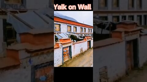 Yalk on a walk - Yalk jumped over the wall