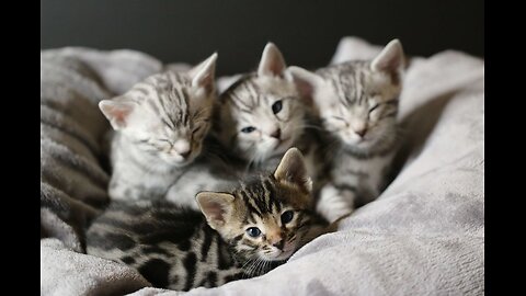Acrobatic Bengal Kittens Learn To Hunt _ Wonderful World of Puppies _