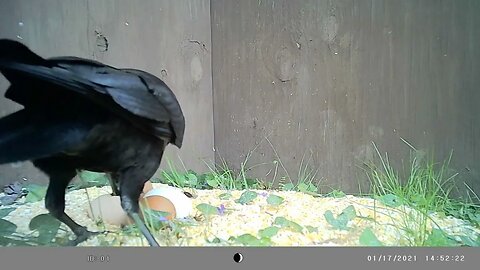 Crow 🐦but 🍑 all up in your face 😀 #cute #funny #animal #nature #wildlife #trailcam #farm #homestead
