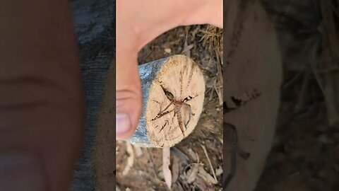 Australian Huntsman Spider. What a beauty! #straya #spider